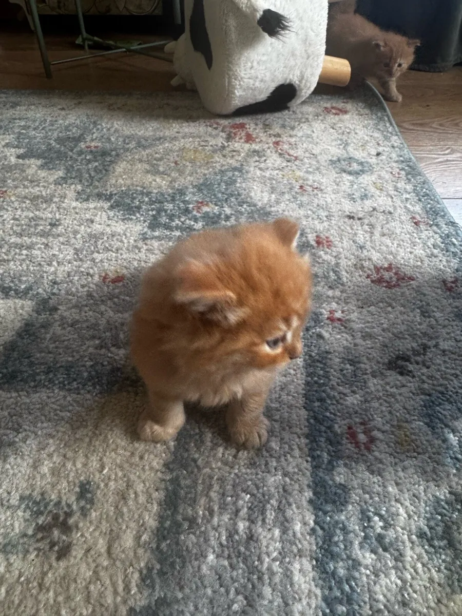 Fluffy kittens - Image 3