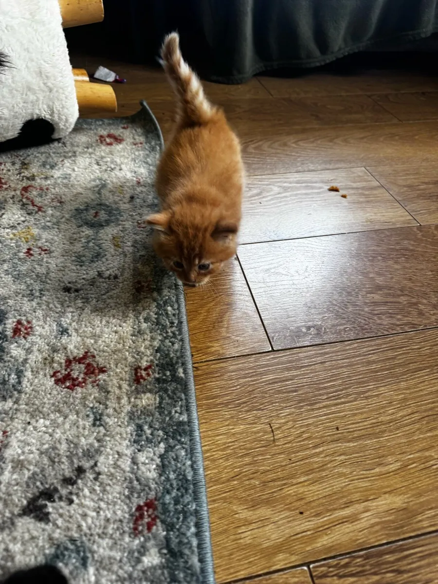 Fluffy kittens - Image 4