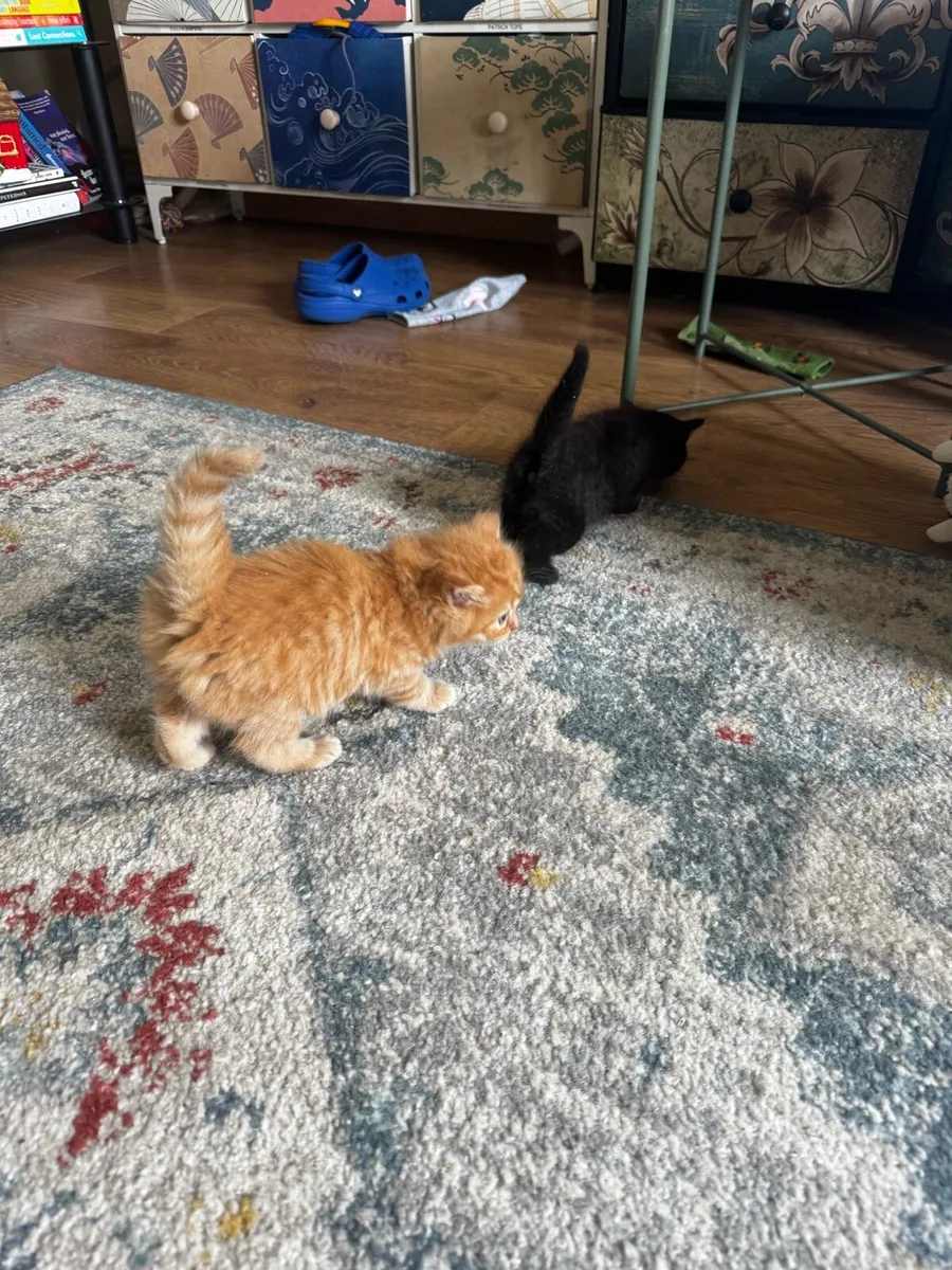 Fluffy kittens - Image 1