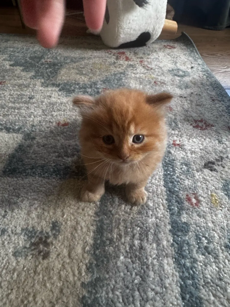 Fluffy kittens - Image 2