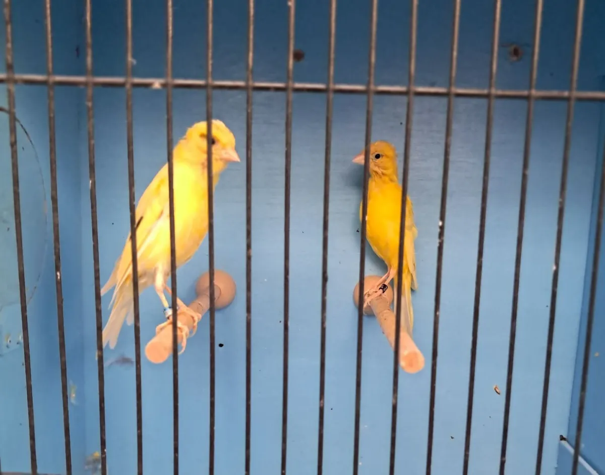 Birds for Sale. Aviary Clearance. - Image 1