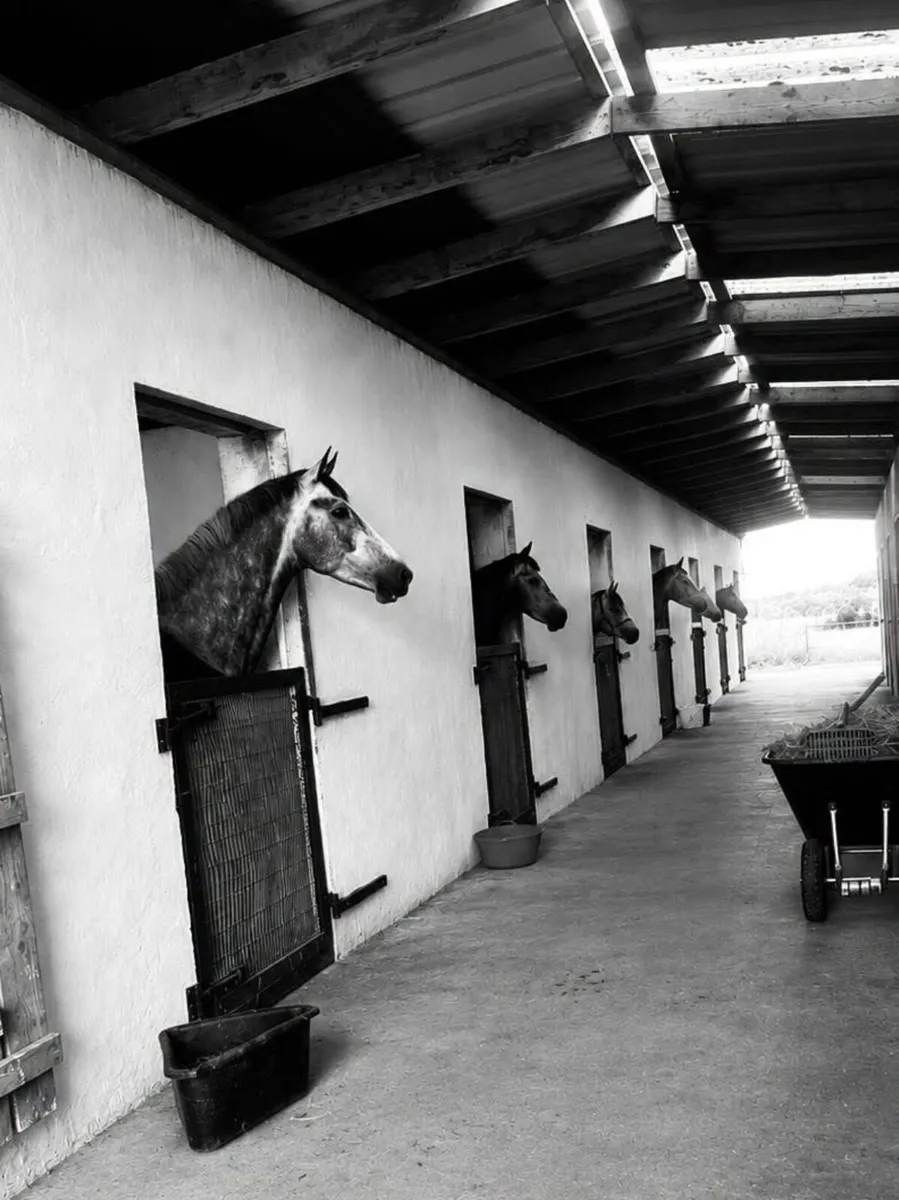 Stabled Winter livery/Show Production/Sales - Image 1