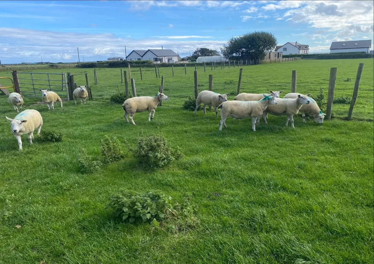 Texel Ewes