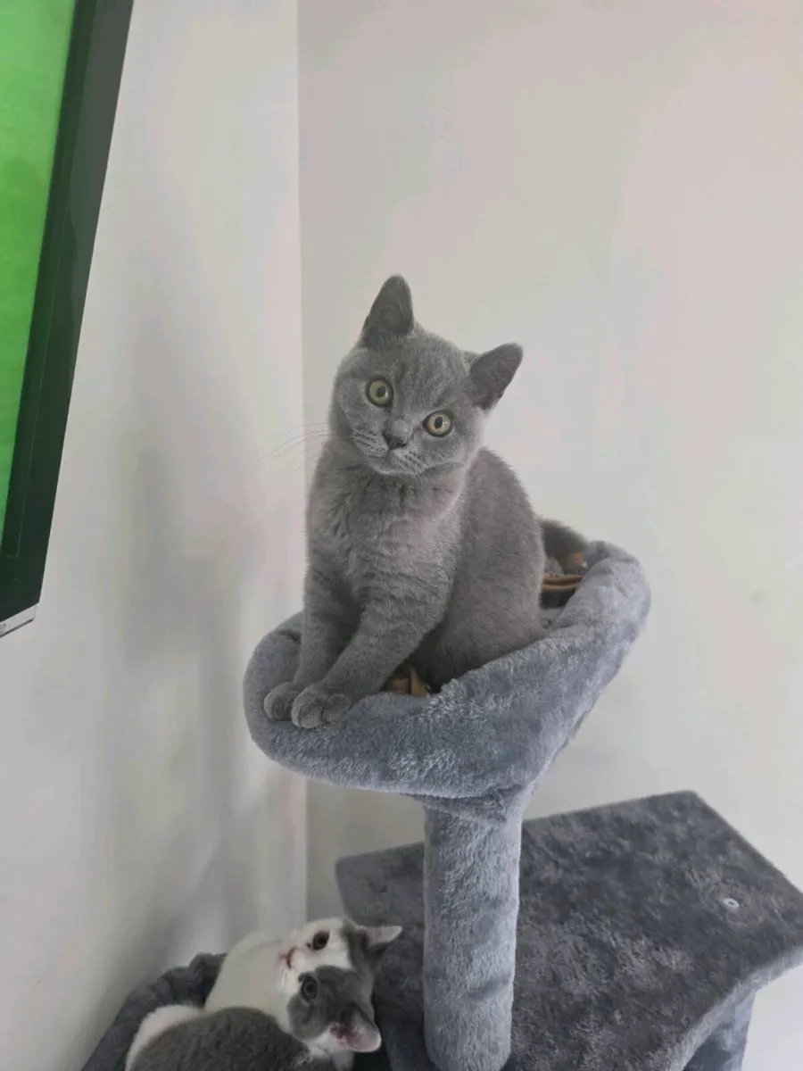 British shorthairs pedigree kittens - Image 3