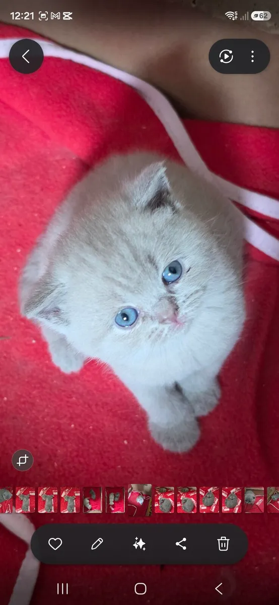 British shorthairs pedigree kittens - Image 4