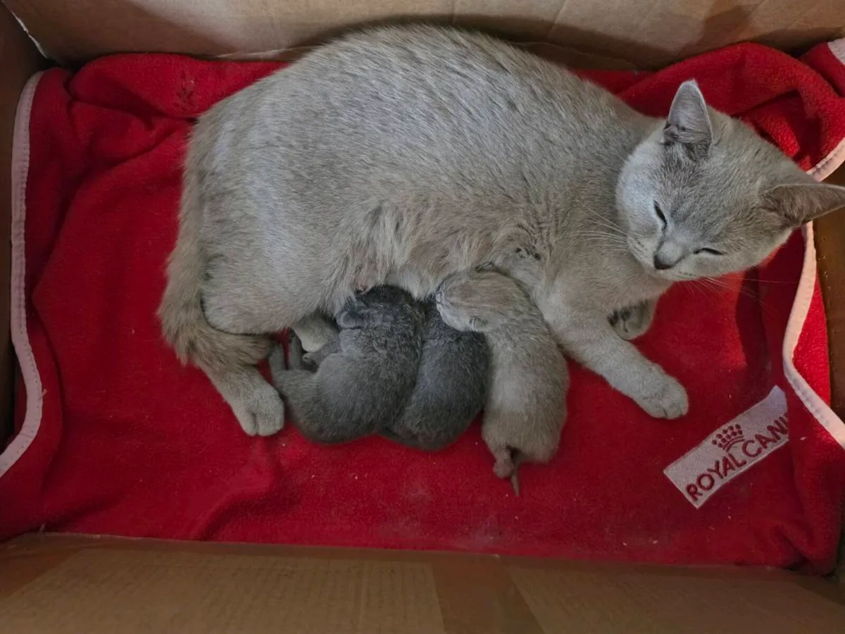 British shorthairs pedigree kittens - Image 1