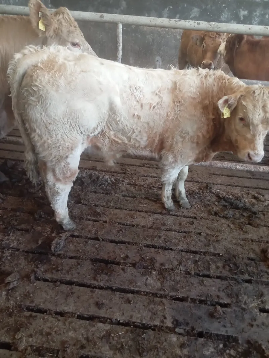 Weanling Bull for Sale - Image 2