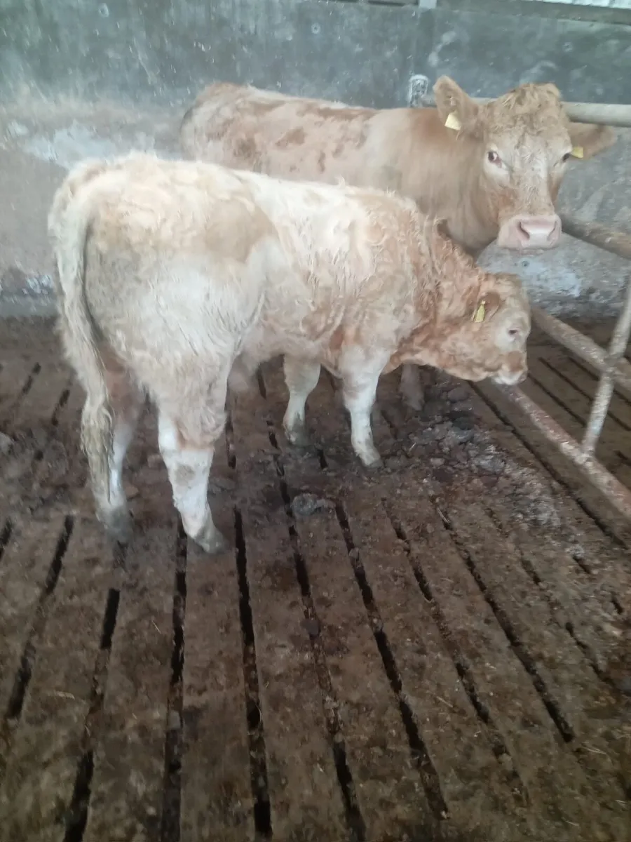 Weanling Bull for Sale - Image 4