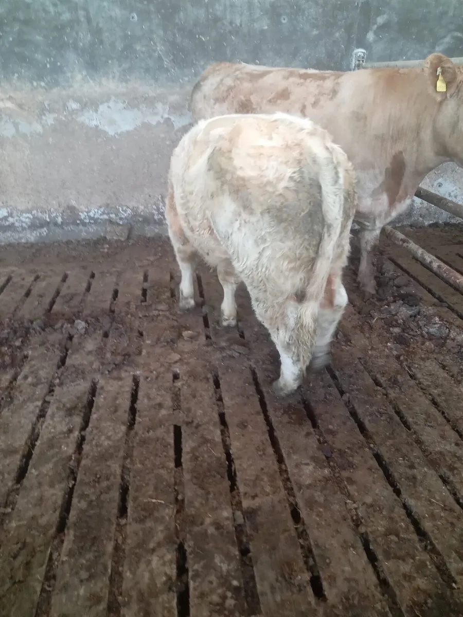 Weanling Bull for Sale - Image 3