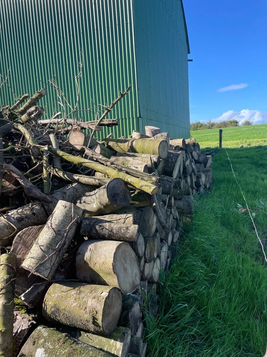Firewood - Image 1