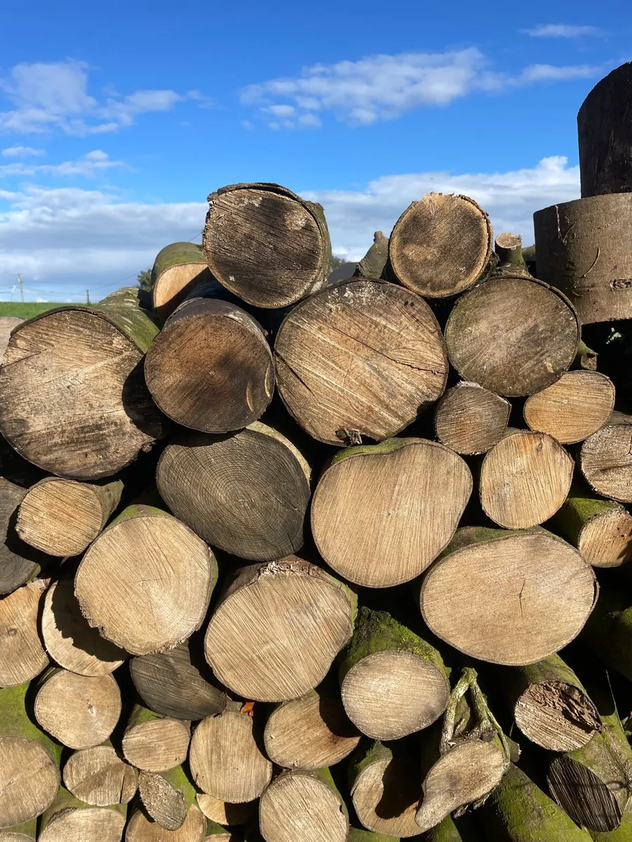 Firewood - Image 3