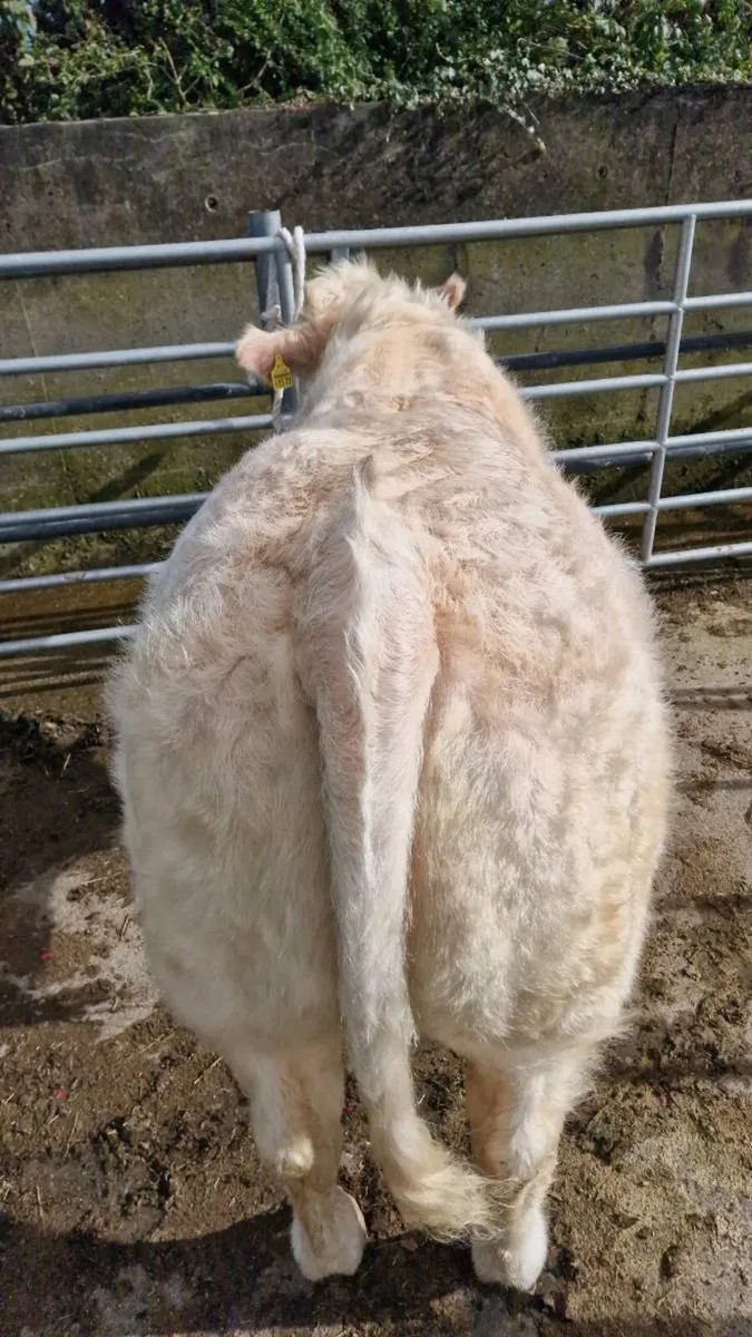 Young PBR CH bull - Image 2