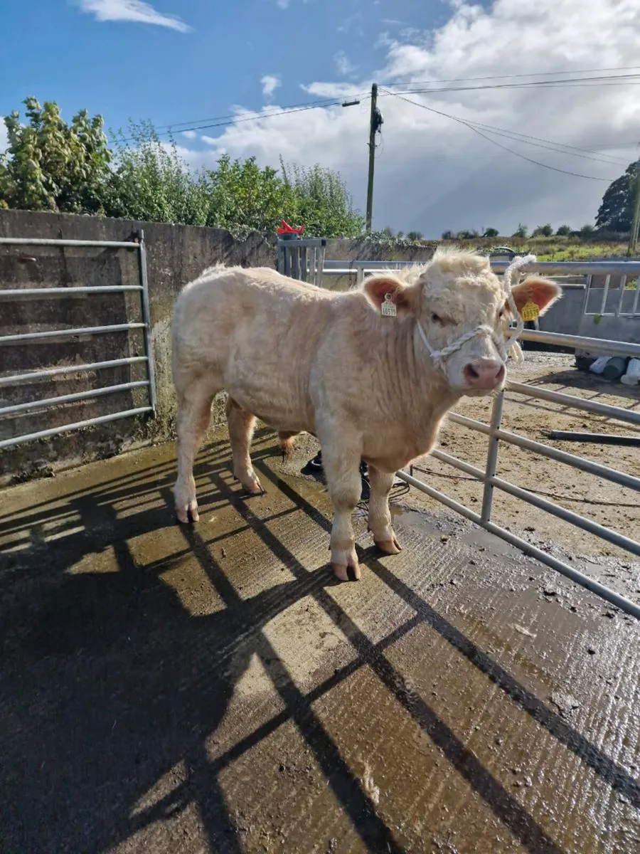 Young PBR CH bull - Image 3