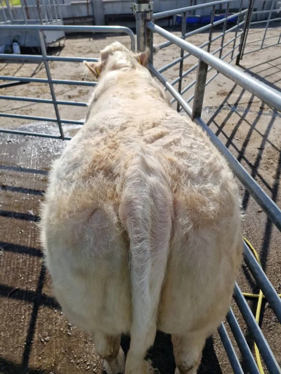 Young PBR CH bull - Image 4