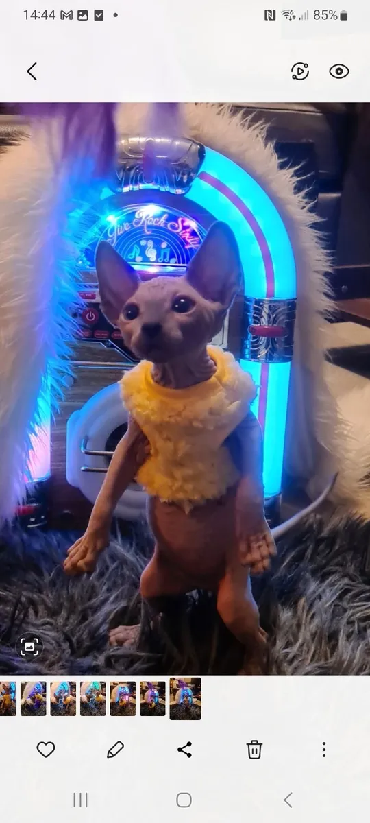 Sphynx kittens - Image 1