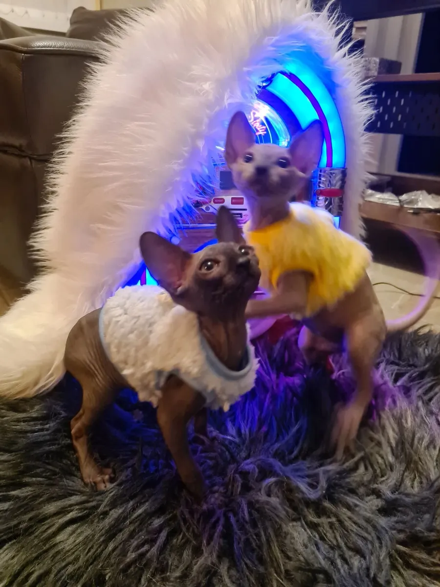 Sphynx kittens - Image 3