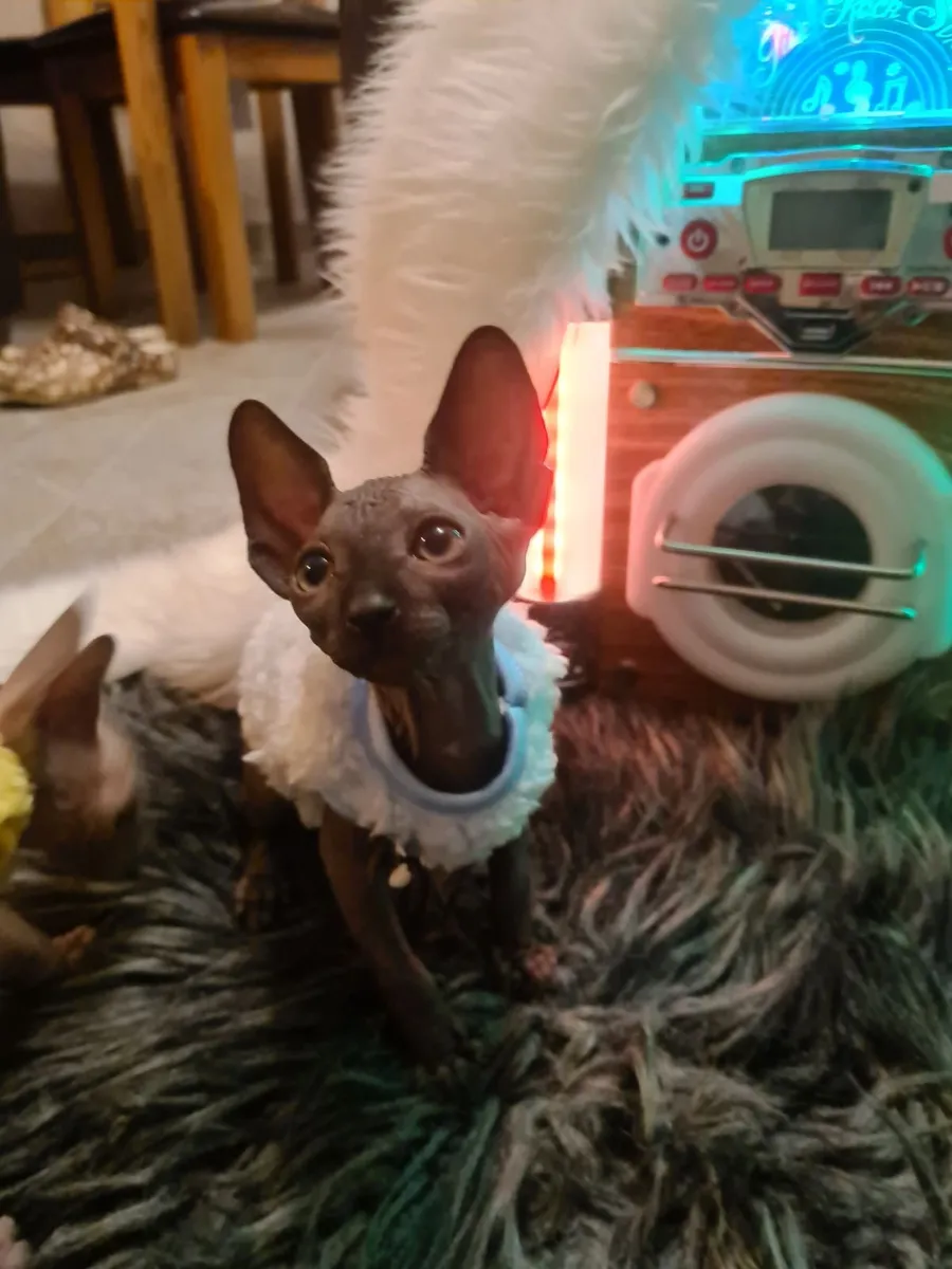 Sphynx kittens - Image 4