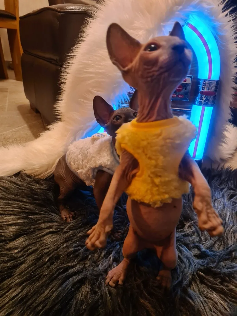 Sphynx kitten - Image 1