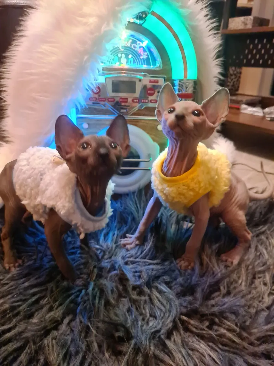 Sphynx kittens - Image 2
