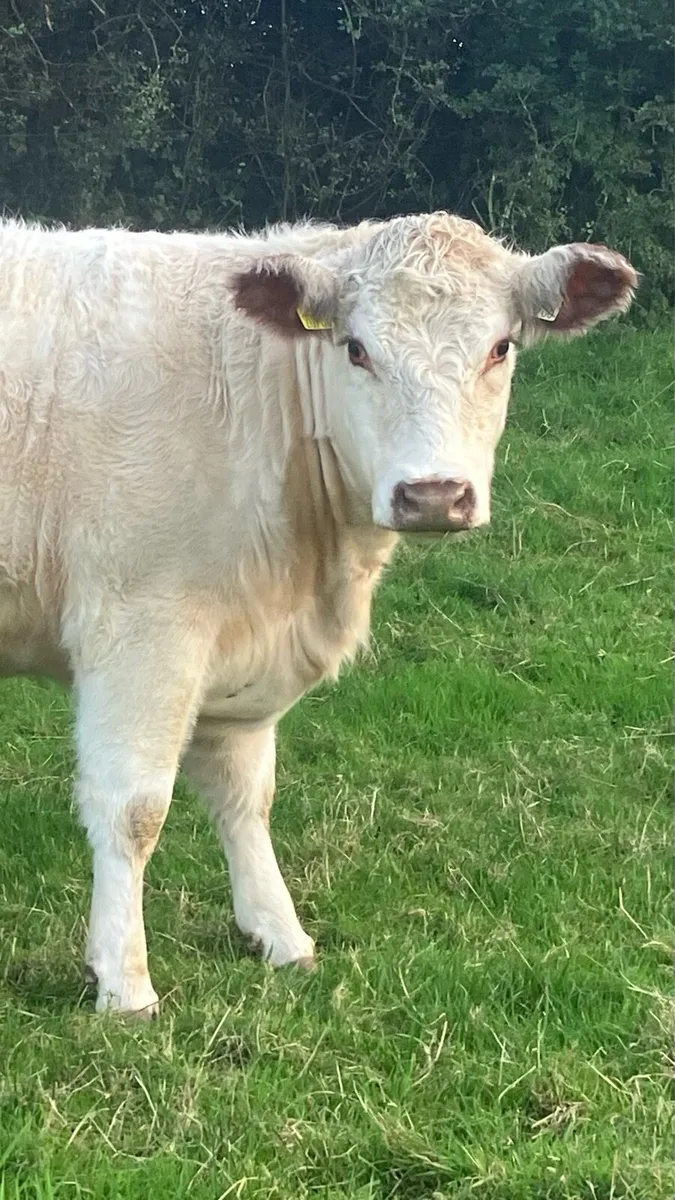 4 Super PBR Maiden Shorthorn Heifers - Image 1