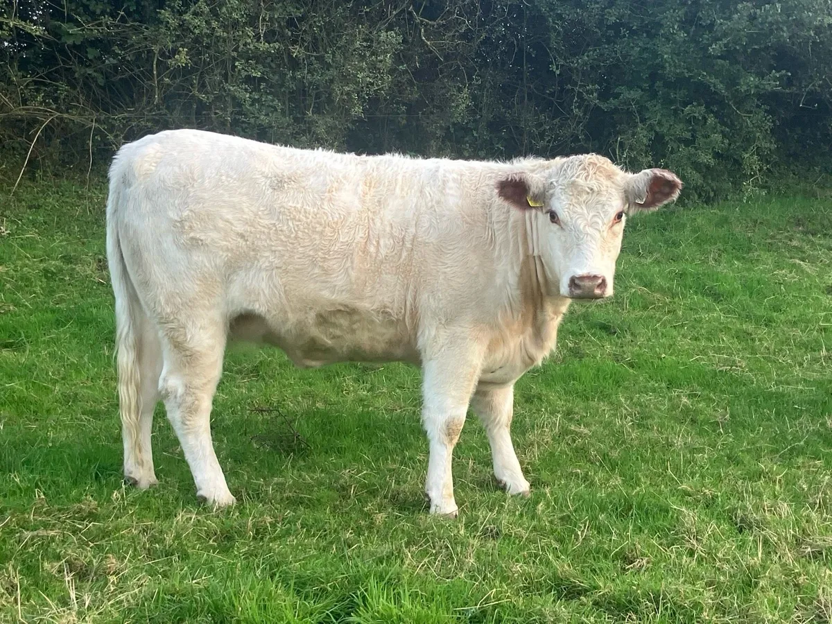 4 Super PBR Maiden Shorthorn Heifers - Image 2