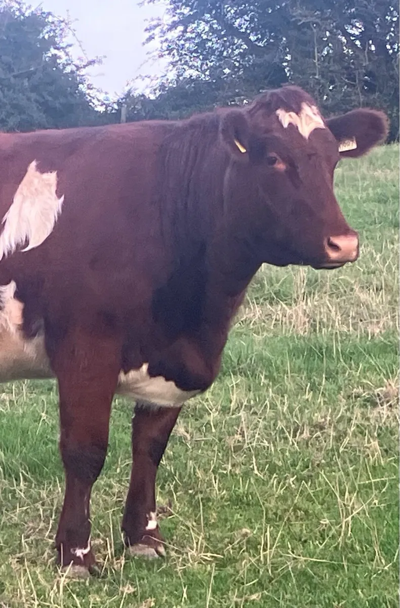 4 Super PBR Maiden Shorthorn Heifers - Image 3