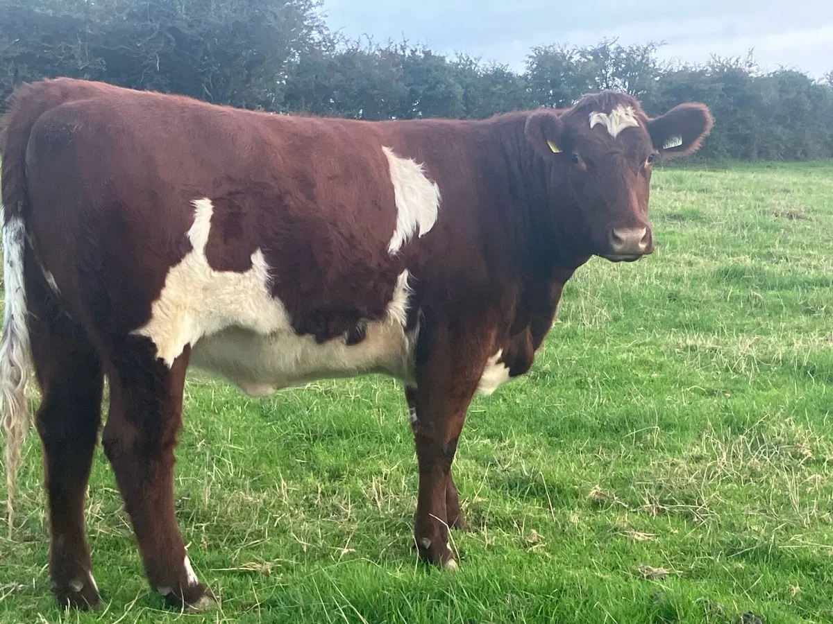 4 Super PBR Maiden Shorthorn Heifers - Image 4