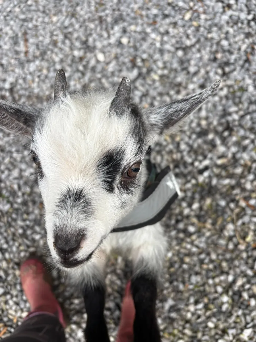 Goats - Image 1