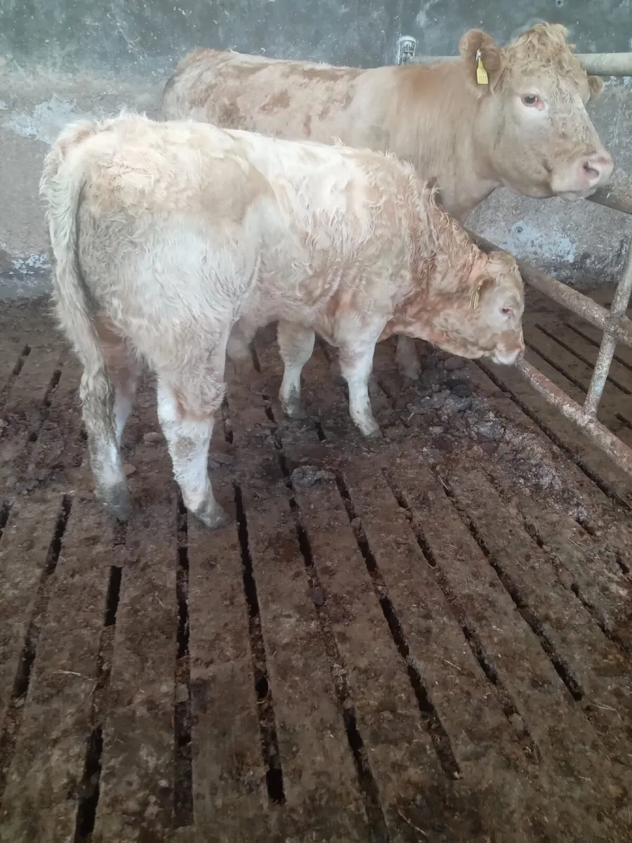 Weanling Bull for Sale - Image 1