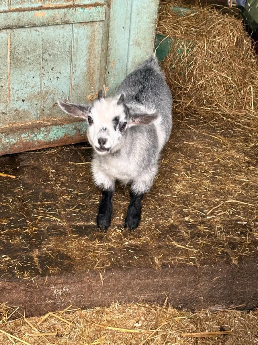 Goats - Image 2