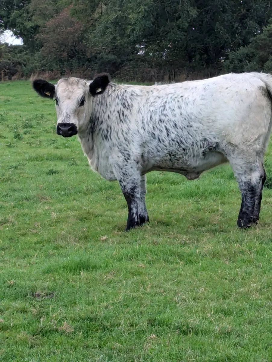 Pedigree speckle Park heifer - Image 1