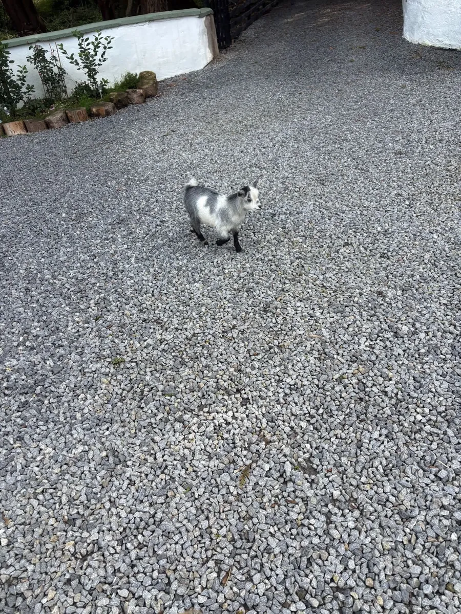 Goats - Image 3