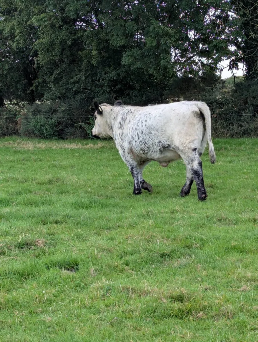 Pedigree speckle Park heifer - Image 4