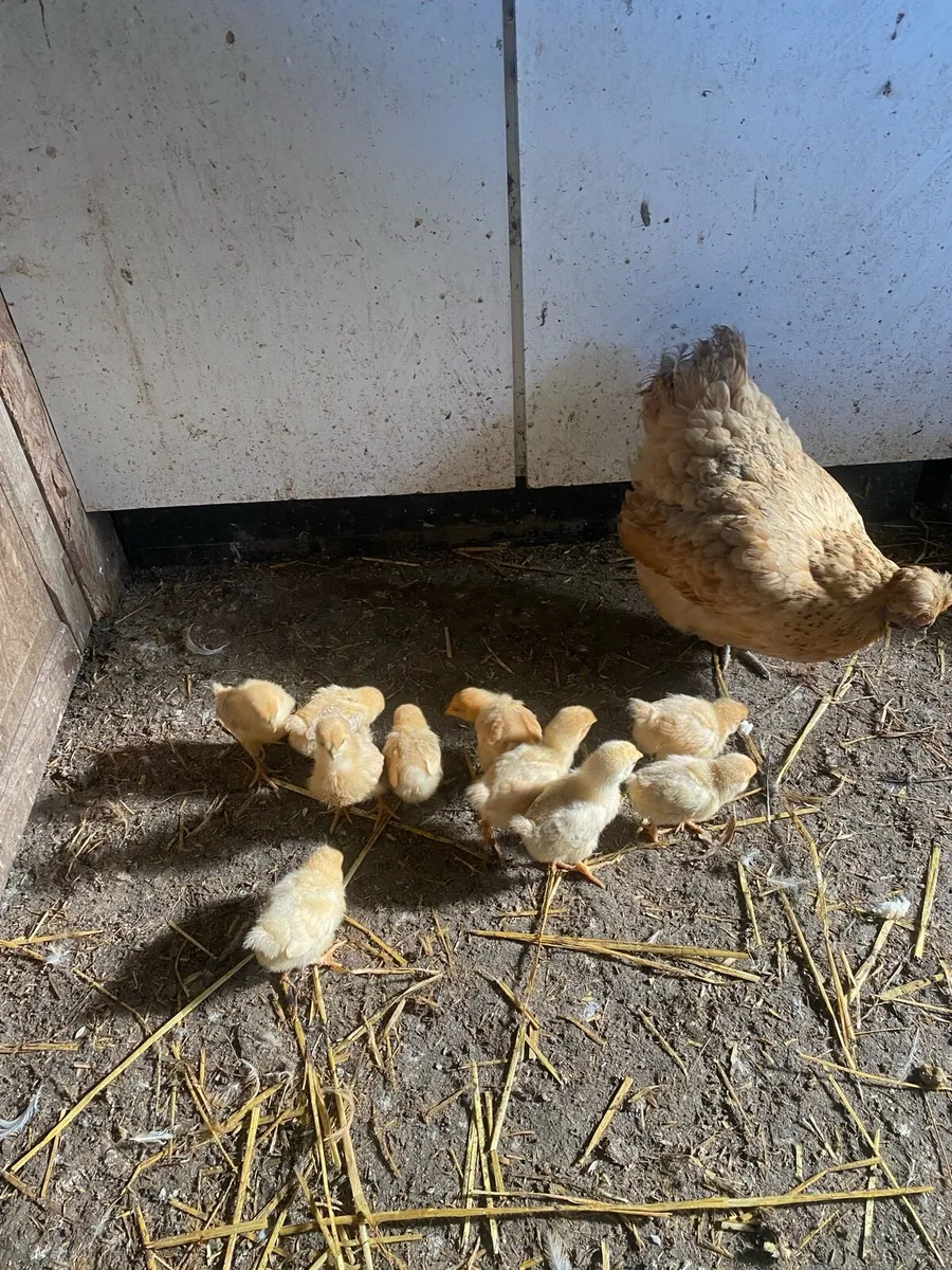 Gold Top hen and 10 chicks - Image 1