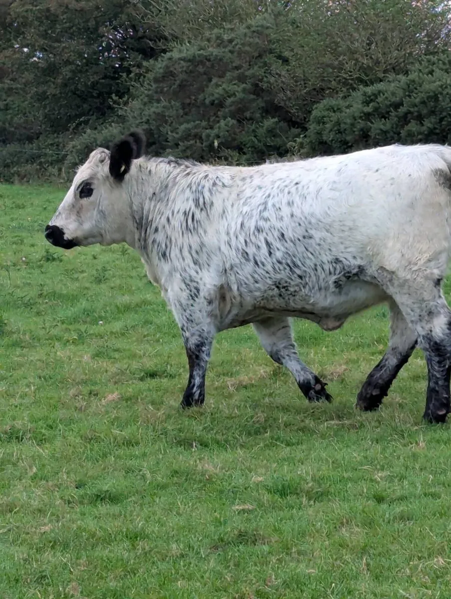 Pedigree speckle Park heifer - Image 2