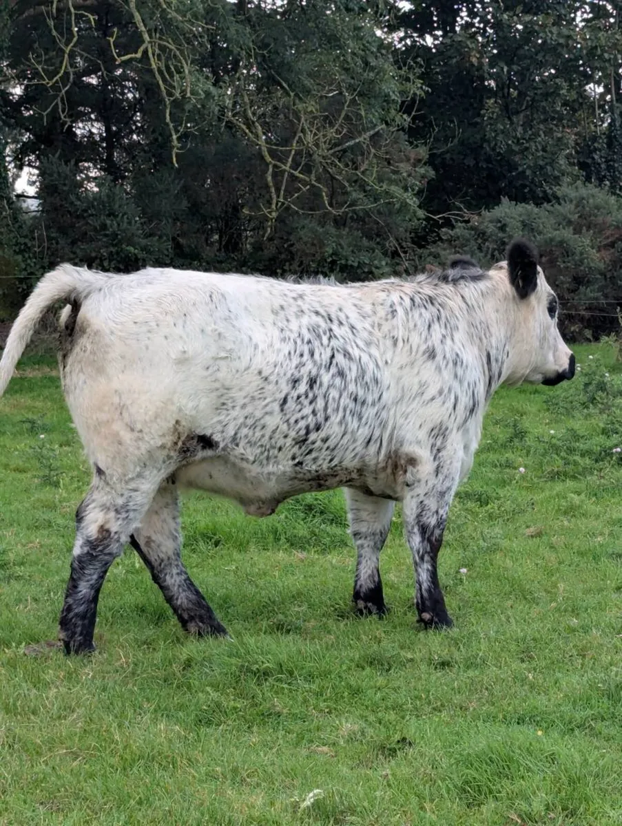 Pedigree speckle Park heifer - Image 3