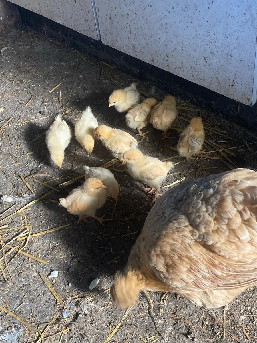Gold Top hen and 10 chicks - Image 3