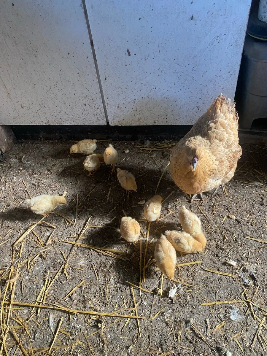 Gold Top hen and 10 chicks - Image 4