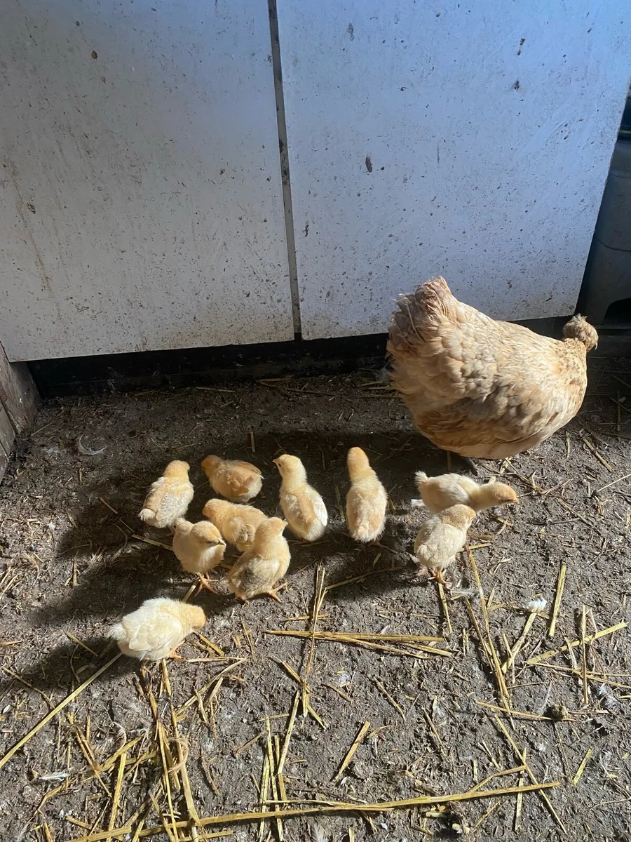 Gold Top hen and 10 chicks - Image 2
