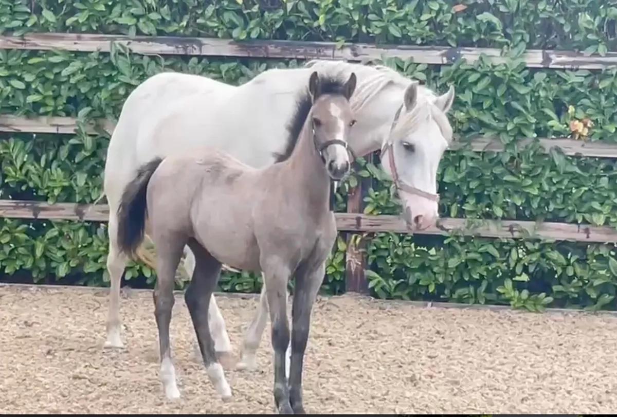 Exceptional Performance-Bred Connemara Filly - Image 1