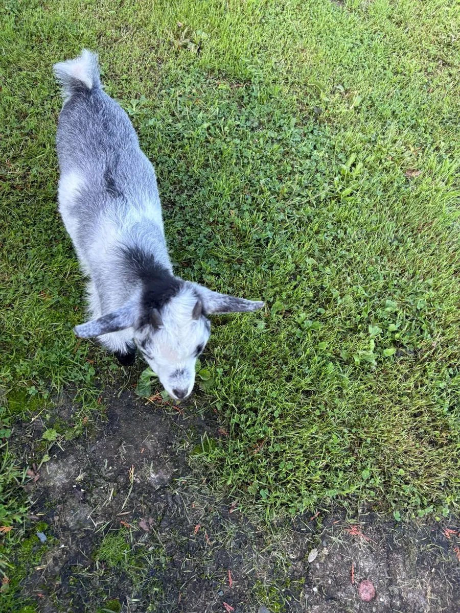 Goats - Image 4