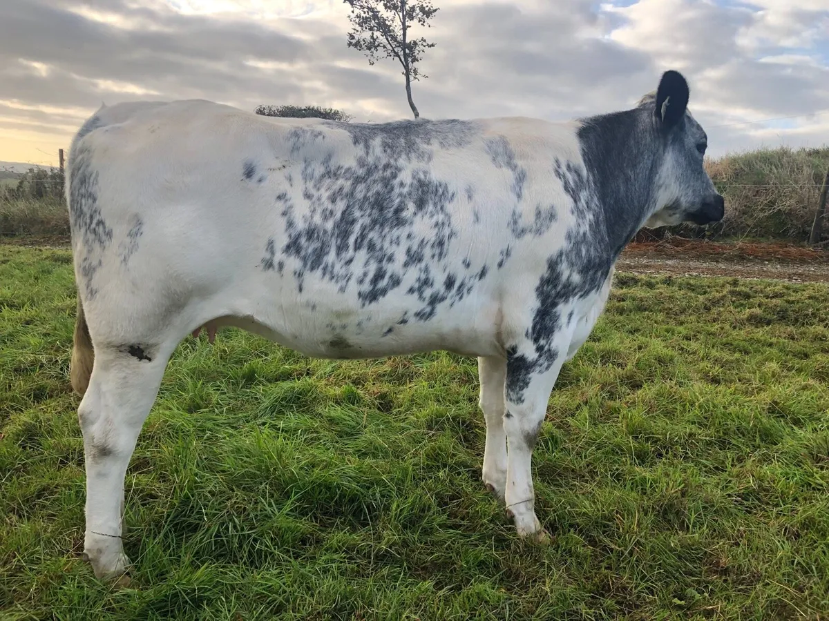Special entry @ Macroom mart on Saturday 3rd Oct. - Image 2