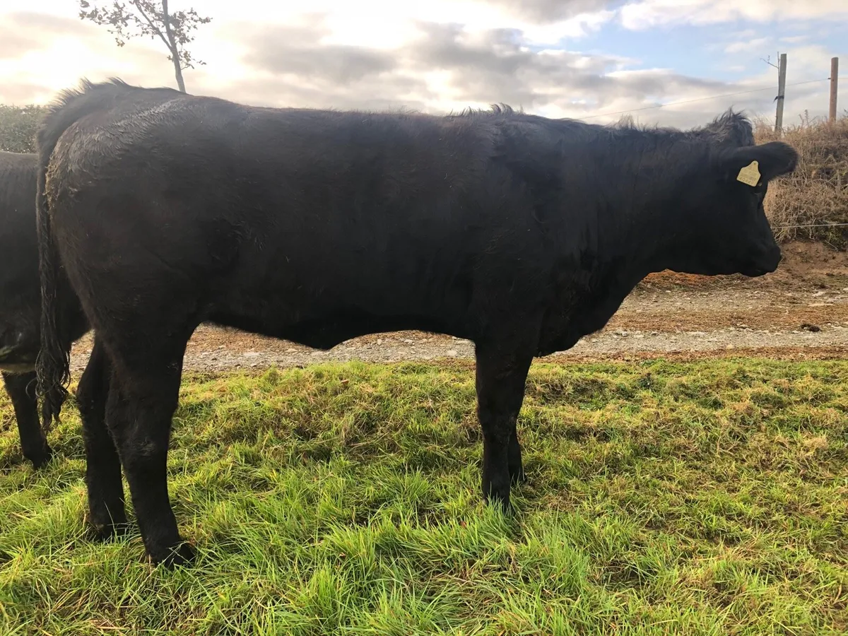 Special entry @ Macroom mart on Saturday 3rd Oct. - Image 4
