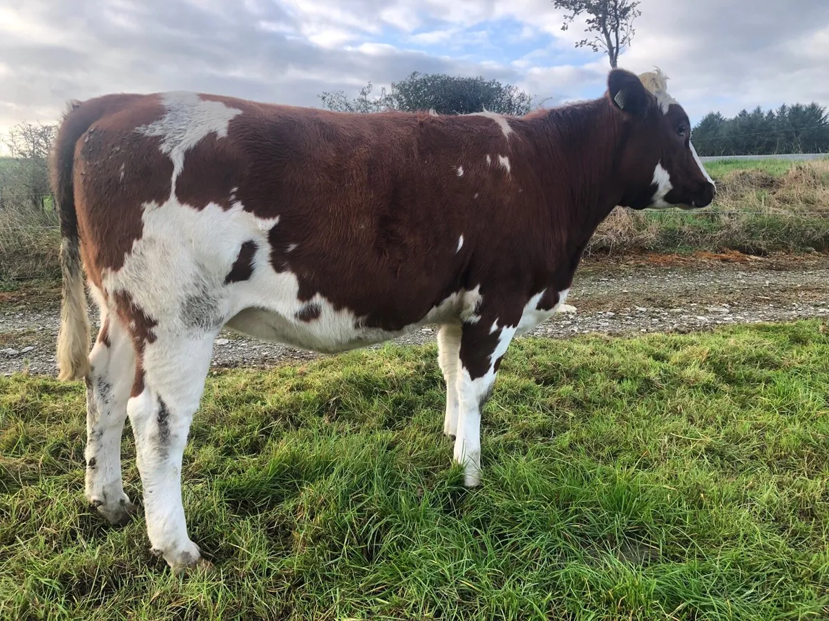 Special entry @ Macroom mart on Saturday 3rd Oct. - Image 3