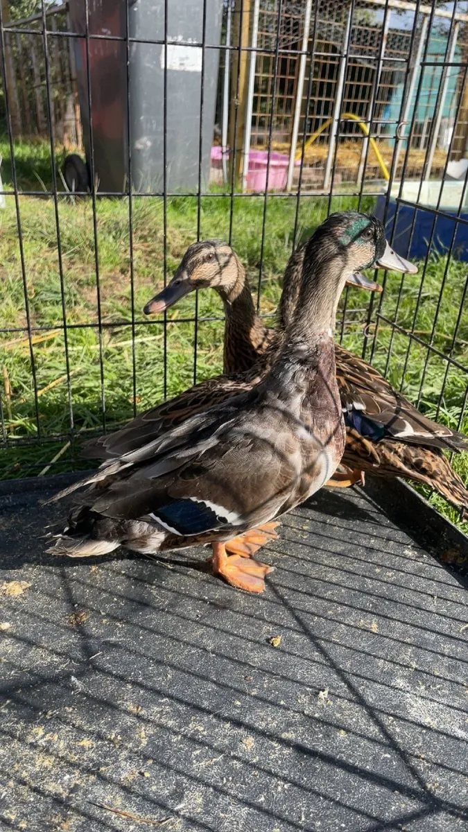 Call ducks - Image 3