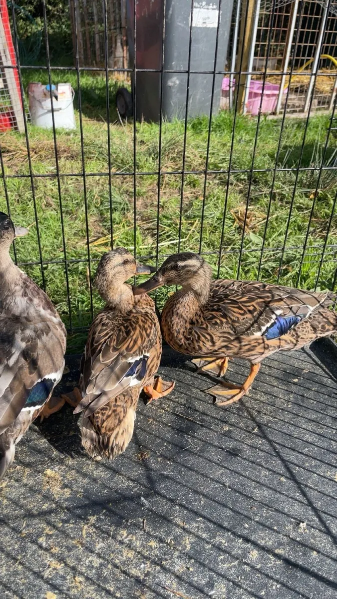 Call ducks - Image 4