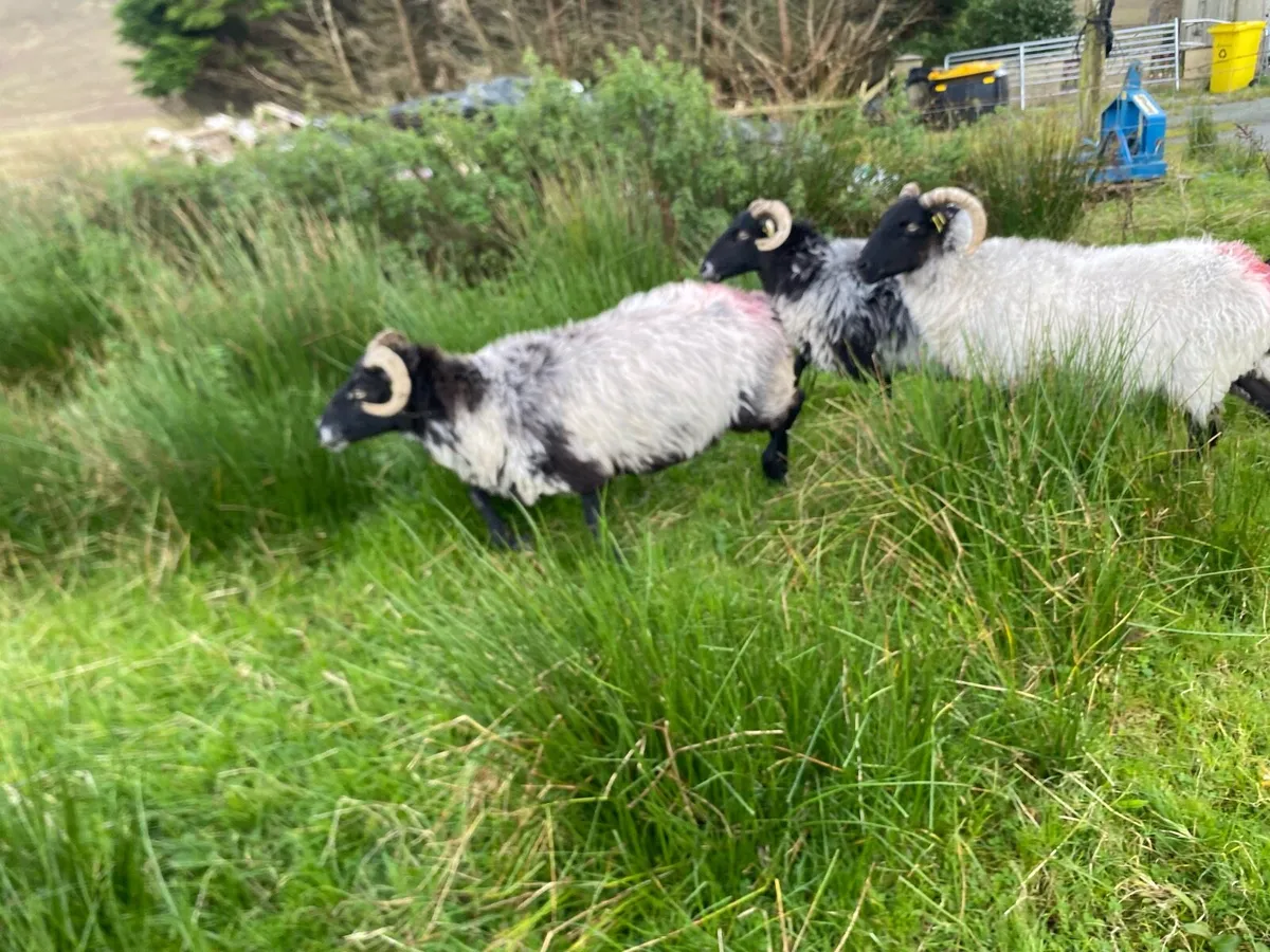 Broken mouth ewes - Image 1