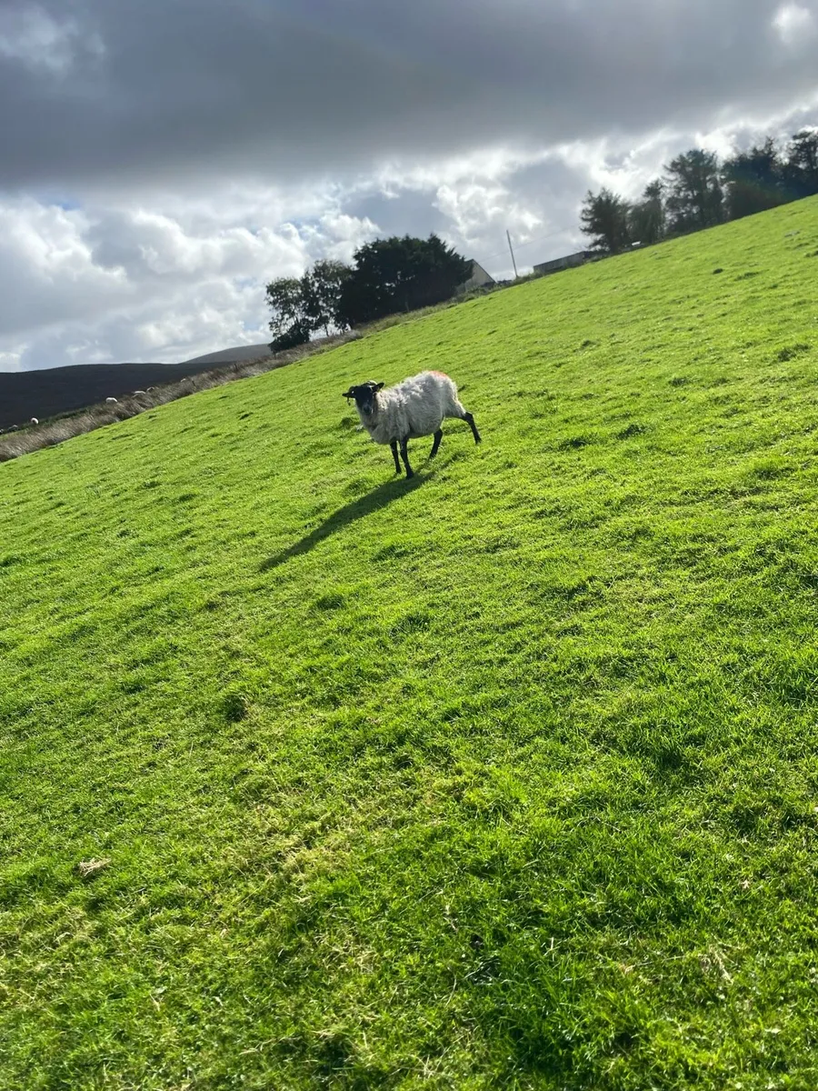 Broken mouth ewes - Image 2