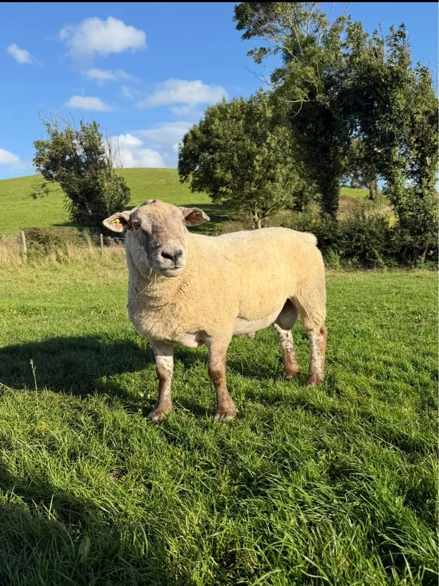Suff Tex shearling Ram - Image 1
