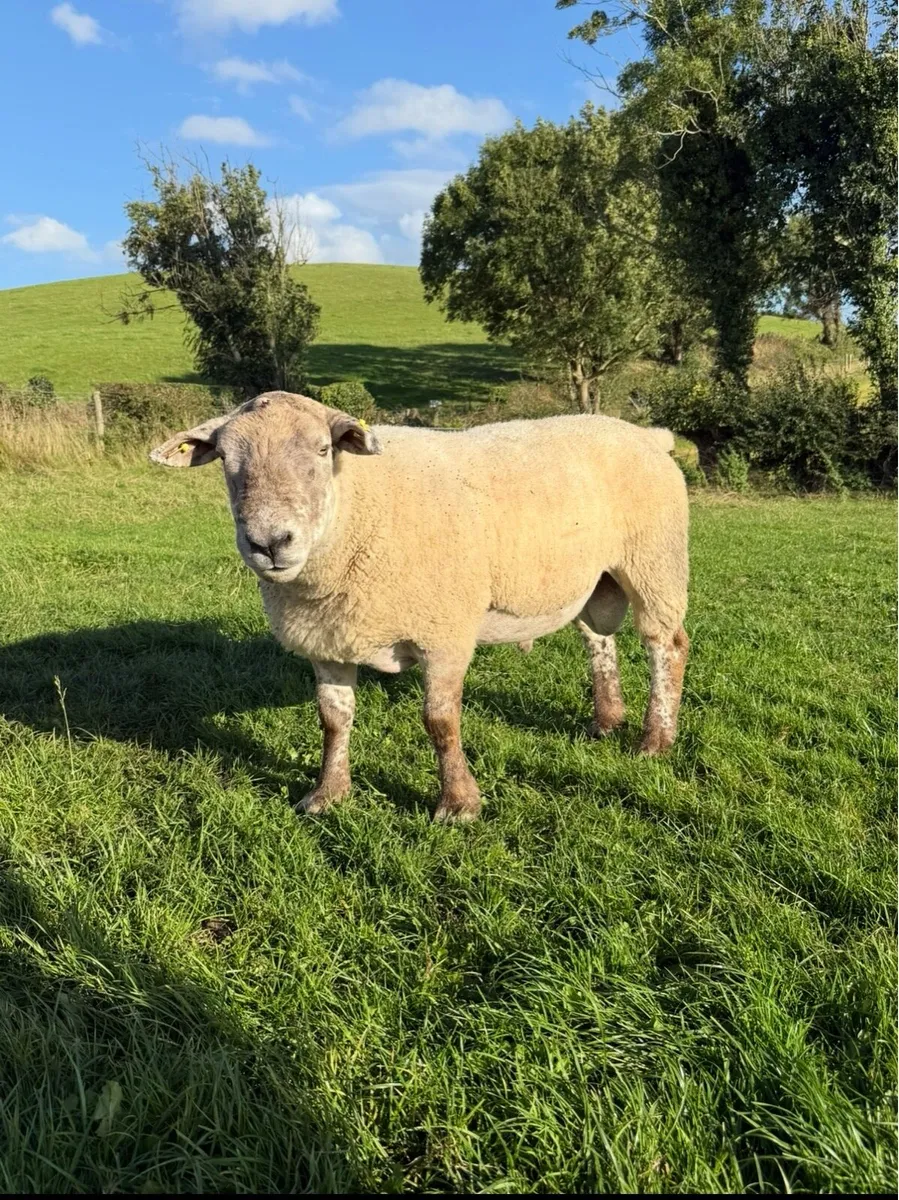 Suff Tex shearling Ram - Image 2